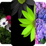 com.hadifetrati.Spring_Wapiper