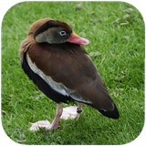 eshgh.parandeganghareamerica