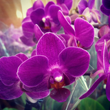 com.myapps.OrchidFlowerWallpaperAG