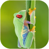 folad.janevarandarhonar