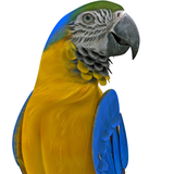 com.mobobi.realtalkingparrot
