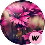 flowers.wallpapers.hd