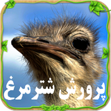 com.ostrich.app
