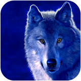 com.mamosof.kurtwallpaper