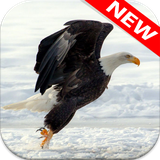 com.animalwallpaper.eagle