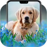 com.panic.bubbles.golden.retriever.wallpapers