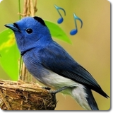com.appbox.birdsoundsandringtones