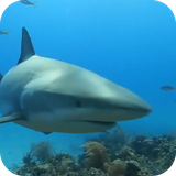 sharklivewallaper.fundo3d.com