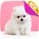 com.bestwallpapersandbackgrounds.pomeranianwallpapers