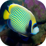 com.sra_tx.abzeanabshor