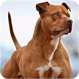 com.bigmax.pitbullwallpaper