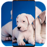 com.PitbullDogWallpaper.animalwallpaper.dogwallpaper.background