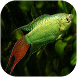 didar.parvareshmahihayezinati