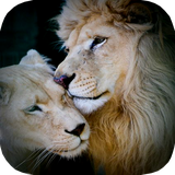 ir.tinasoft.lion_panther