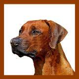 Com.BKC.SedayeHeyvanat