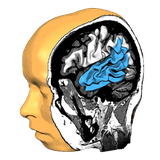 com.brainvoyager.android.BrainTutor