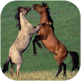 tehran.jaanevaraaneahli