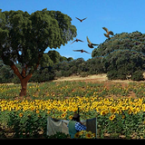 com.edujuancar.tiradapalomas