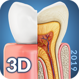 com.visual3dscience.Dental