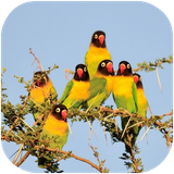 folad.parandeganetanzania