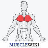 org.musclewiki.fitness