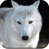 com.hd.wolfwallpaper.wolfpictures.hdwallpaper