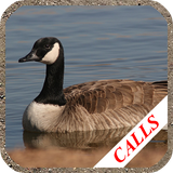 com.valander.goosecall