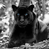 com.myapp.Black.Panther.HdWallpaper
