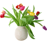 vira.chista.nokat.demo