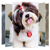 com.suviapps.ShihTzuDogHDWallpaper.shihtzuwallpaper.picture.wallpaper.shihtzu.backgrounds.shihtzupuppieswallpaper