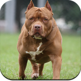 com.pitbulldogwallpaper.pitbullpictures.wallpaperhd