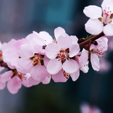com.blackbirdwallpapers.cherryblossom