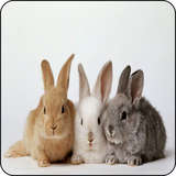 com.gabut.CuteRabbit