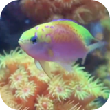 myaquarium.rahyab.com