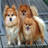 arsem.parvareshh.ssag