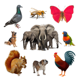 com.onlinefm.animalBirdInsectSounds