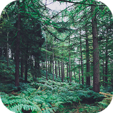 com.ahepton.forestwallpapers