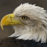 com.andromo.dev375438.app378825