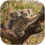 folad.jandaraneasibpazireostoralia