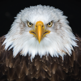 birds.sound.bird_sounds