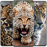 com.HdWallpaper.Leopard_Wallpaper