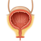 com.txtApi24novinsoft99.masaneh