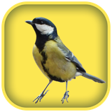 com.bestfunsolutions.birdwhistlingsounds