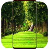 com.GreenNatureWallpaper.naturewallpaper.greenwallpaper.background