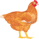 com.bivatec.poultry_farmers_app