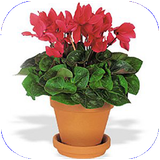 barnehsan.golhavazinat