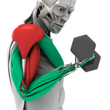 com.goodbarber.musclematics