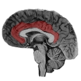 org.homphysiology.neuroslice
