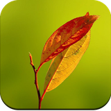 com.leafwallpaperhd.leafimage.greenleafbackgroundawallpaper.autumnleafwallpaper