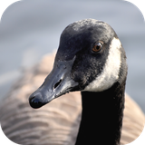 com.andromo.dev230101.app279737